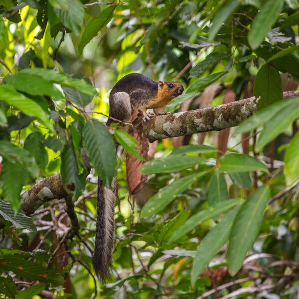 Squirrel sitting on branch in forest