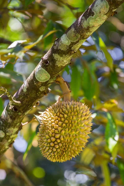 Durian hängande på gren — Stockfoto