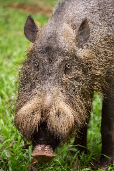 Борнеанская бородатая свинья в Национальном парке Бако — стоковое фото