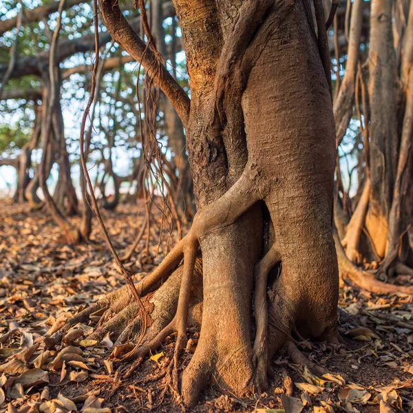 Δέντρο της ζωής, τις ρίζες της η Banyan Tree — Φωτογραφία Αρχείου