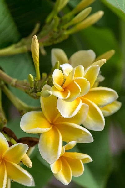 White yellow frangipani flower — Stock Photo, Image