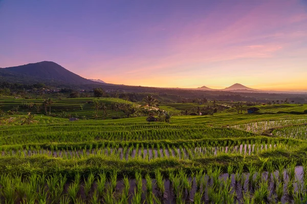 Sunrise over the Jatiluwih Rice Terraces — Stock Photo, Image