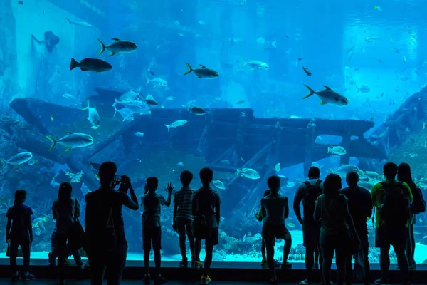 As pessoas assistem peixes no Aquário de Singapura — Fotografia de Stock