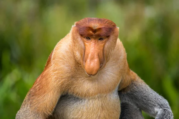 Proboscis macaco closeup — Fotografia de Stock