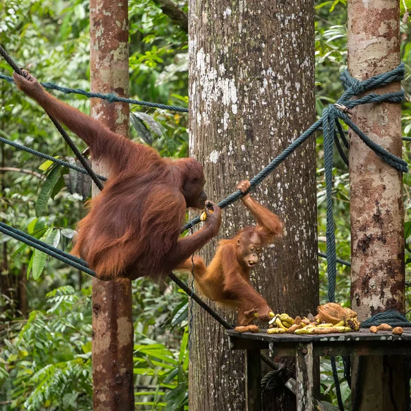 Orango con un bambino sulla piattaforma di alimentazione — Foto Stock