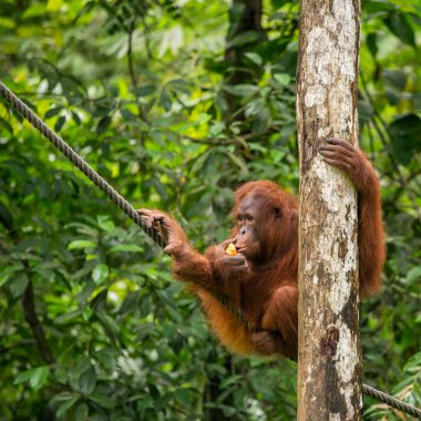 Dişi orangutan ipe asılı 
