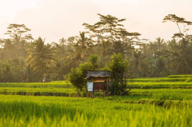 Güneşli bir teras pirinç tarlaları