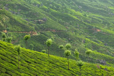 munnar çay tarlaları