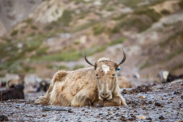 Εγχώρια yak στα Ιμαλάια Όρη — Φωτογραφία Αρχείου