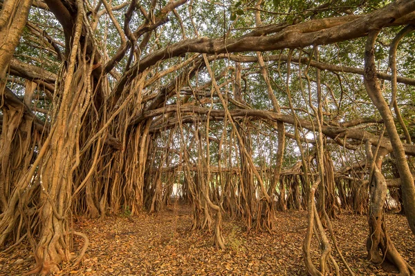 Erstaunliche Banyanbäume — Stockfoto