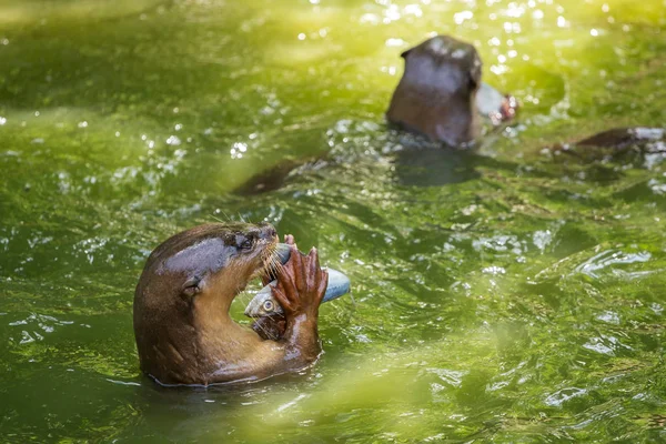 Lontras comendo peixe — Fotografia de Stock