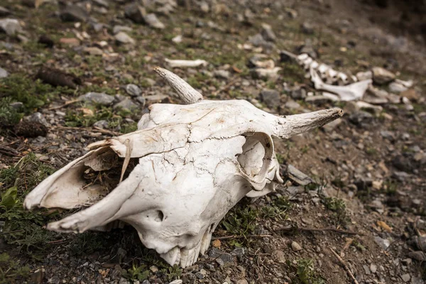 Cow\'s skull on the ground