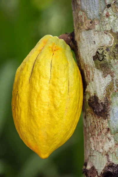 Fruta de cacau pendurada na árvore — Fotografia de Stock