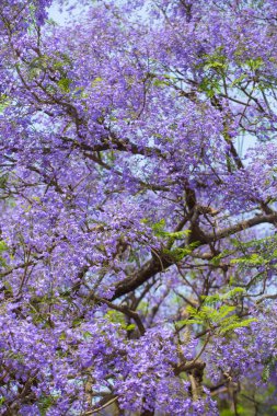 Beautiful blooming violet branches clipart