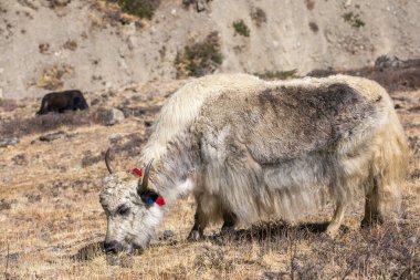 Himalaya Dağları'nda Yurtiçi yak