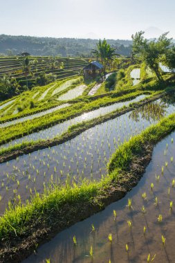 Pirinç terasları arka plan, Bali