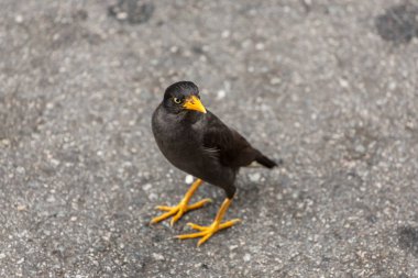 Ortak Myna (Acridotheres tristis tristis)