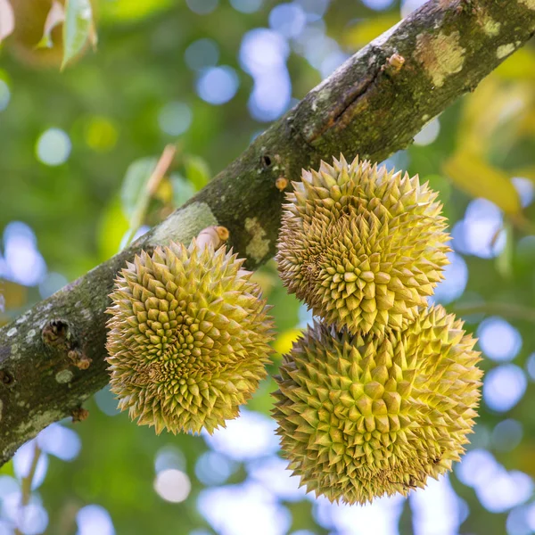 Ferske durianere, fruktkongen. – stockfoto