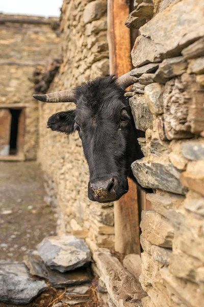 Vaca negra mira desde el granero —  Fotos de Stock