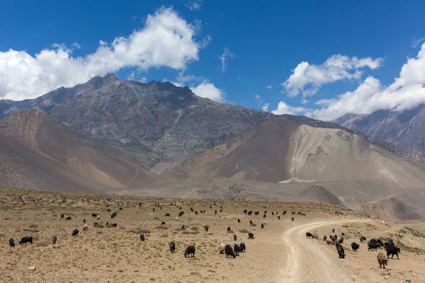 Legelésző kecskék az úton Muktinath — Stock Fotó