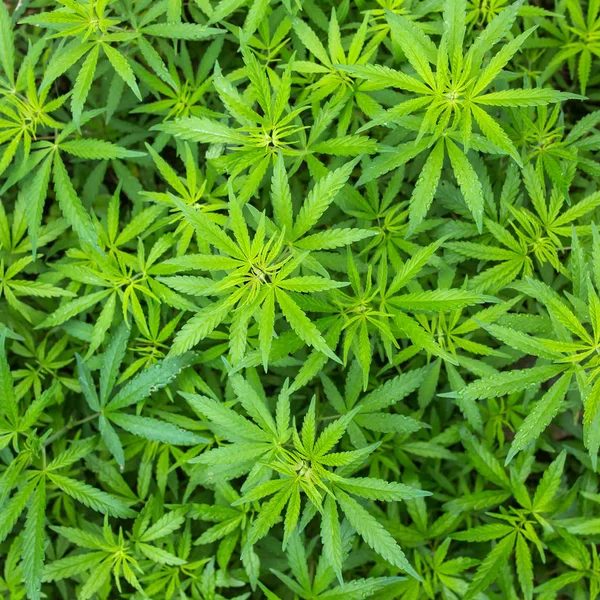 Junge Cannabis-Pflanzen wachsen — Stockfoto