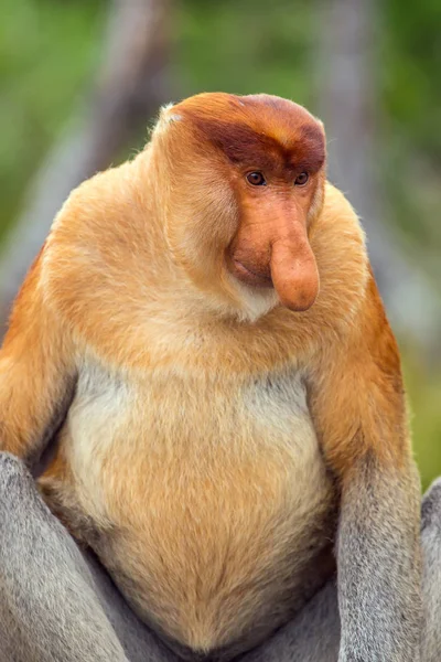 Proboscis Monkey (Nasalis larvatus) — Stock Photo, Image