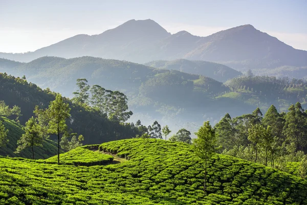 Munnar, Kerala çay tarlaları,
