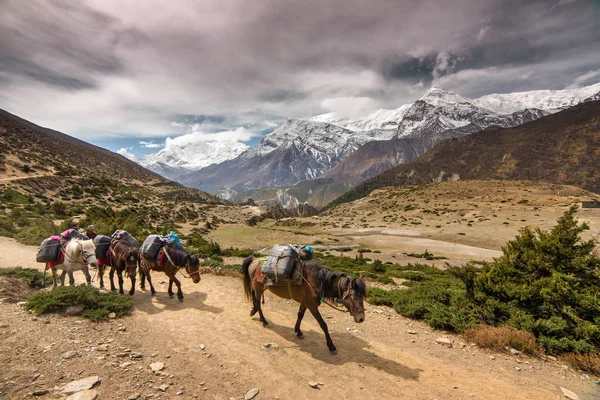 アンナプルナ サーキット、ネパールのトレッキング ルート. — ストック写真