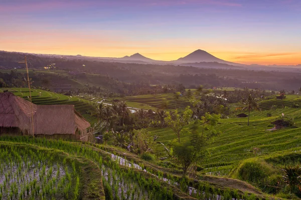 Bali 'de Jatiluwih Pirinç Terasları