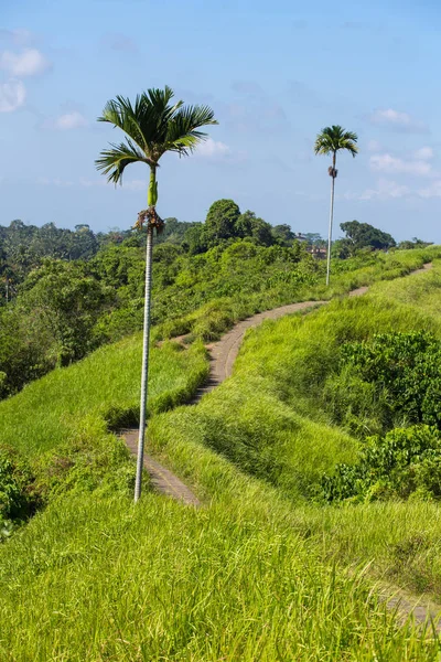 Campuhan Ridge wandeling in Ubud — Stockfoto