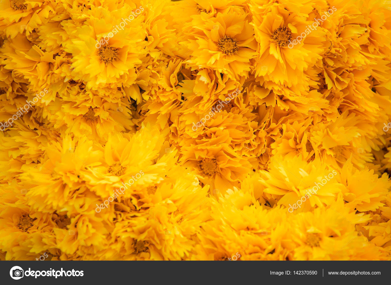 Marigold background Stock Photos, Royalty Free Marigold background Images |  Depositphotos