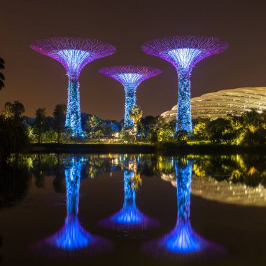 Işıklı Supertree Grove gece görünümü