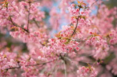 pembe sakura ağaçlar