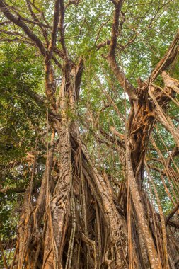 Banyan Tree sabah güneş ışığı altında