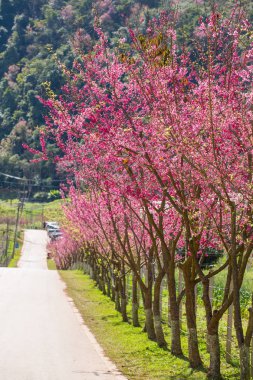 çiçek açan sakura ağaçlar