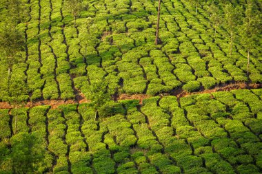 munnar çay tarlaları