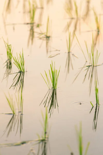 Close up de broto de arroz jovem — Fotografia de Stock