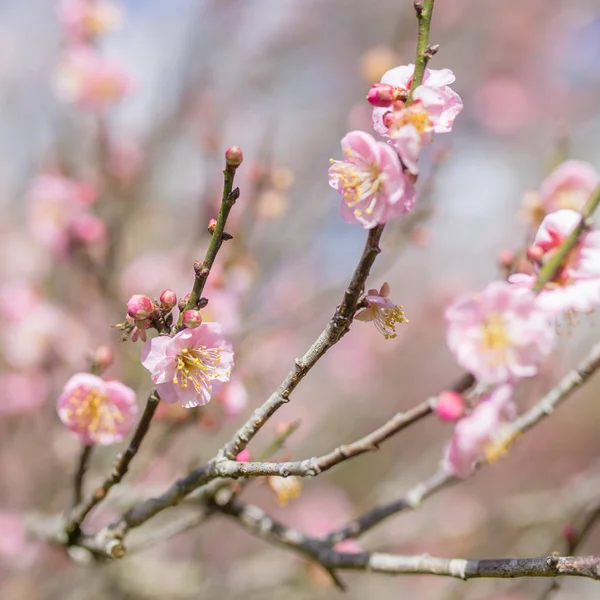 Rózsaszín sakura fák — Stock Fotó