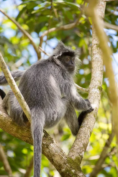 Gümüşlenmiş yaprak langur maymun — Stok fotoğraf