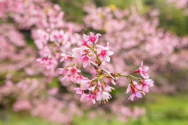 Rózsaszín sakura fák — Stock Fotó