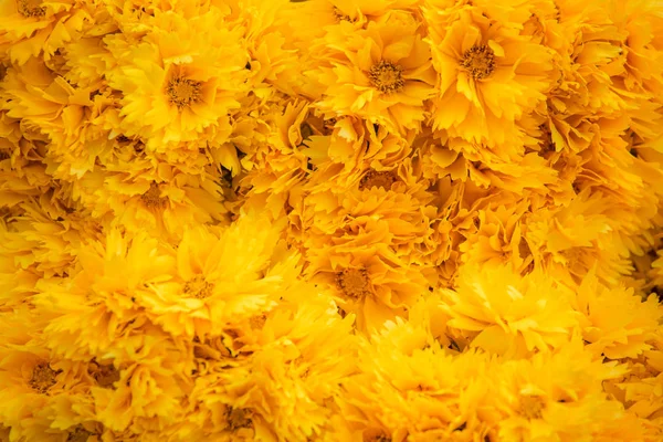 Квіти чорнобривців крупним планом — стокове фото
