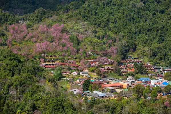 Blooming sakura trees — Stock Photo, Image