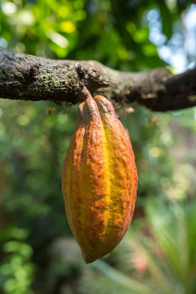 Cacao vrucht aan boom — Stockfoto
