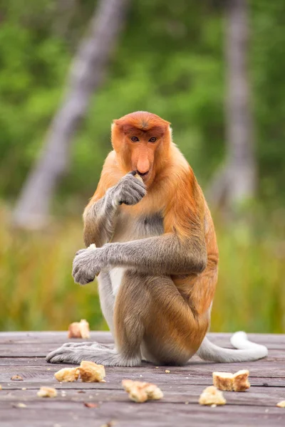 Θηλυκό προβοσκίδα monkey — Φωτογραφία Αρχείου