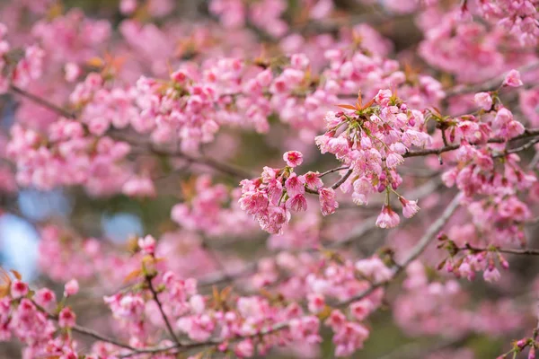 Rosa Sakura árboles — Foto de Stock