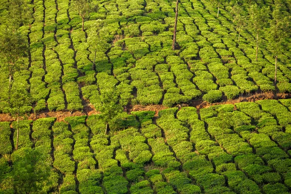 Teeplantagen in munnar — Stockfoto