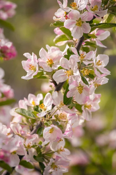 Kirschblütenblüten — Stockfoto