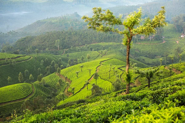 Чайные плантации в Муннаре — стоковое фото