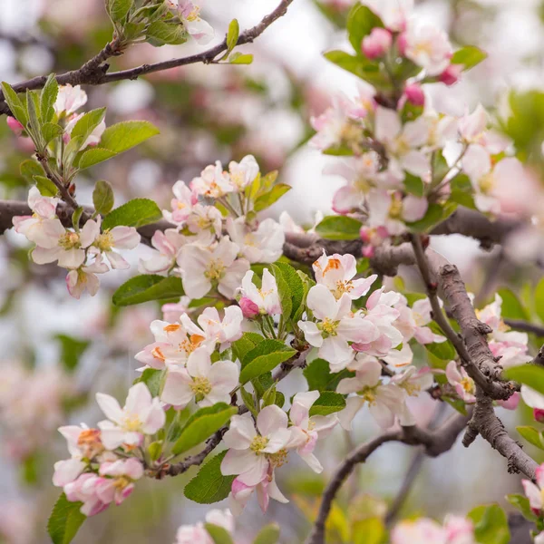 Flores de cerezo rosa — Foto de Stock