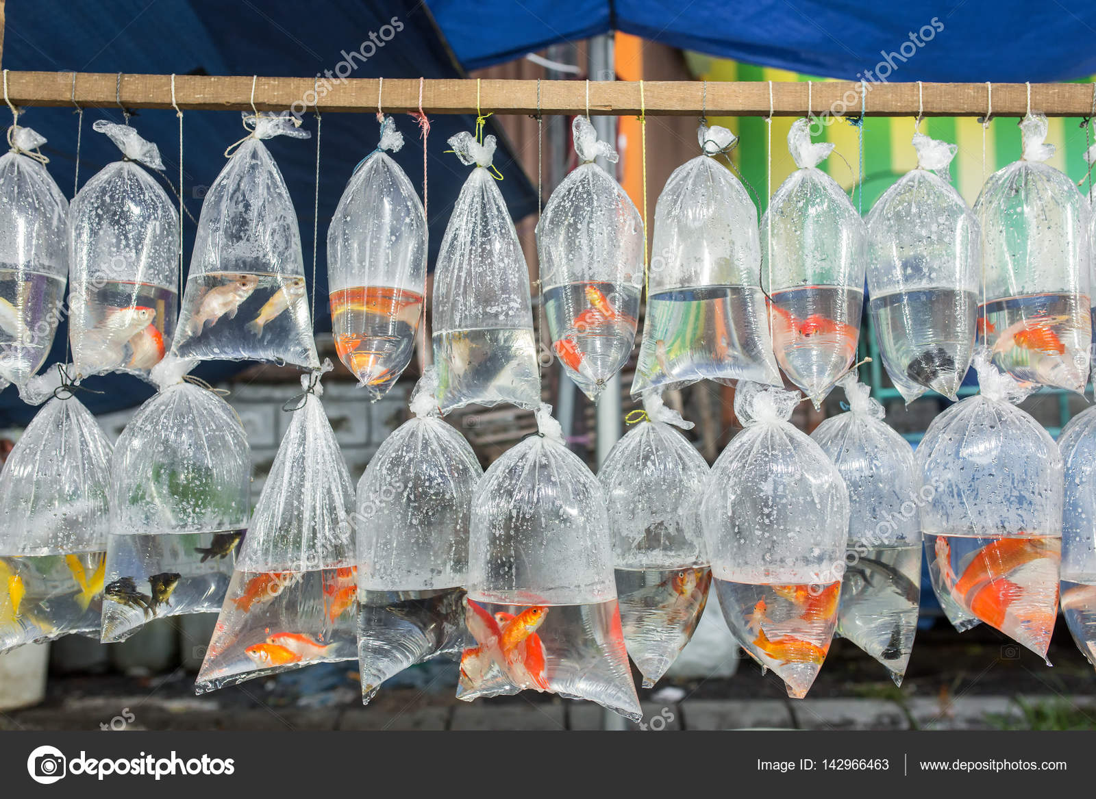 Aquarium fish in plastic bags Stock Photo by ©mazzzur 142966463